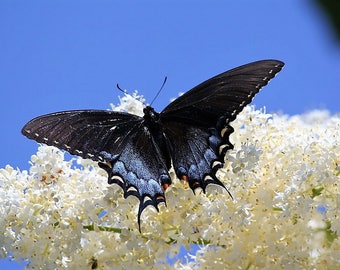 50 graines de fleurs de Buddleia davidii BUSH PAPILLON blanc * expédition à plat