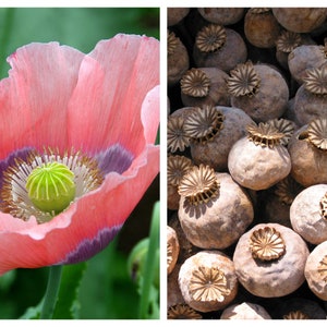 1000 MOHN DER RIESE Papaver Giganteum Rosa & Lila Riesige Schoten Blumensamen Bild 1