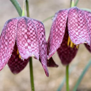 10 CHECKER LILY Fritillaria Affinis Chocolate Mission Bells Sementes de flores