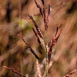 100 PURPLETOP GRASS Purple Tall Red Top Ornamental Triodia Flava Seeds