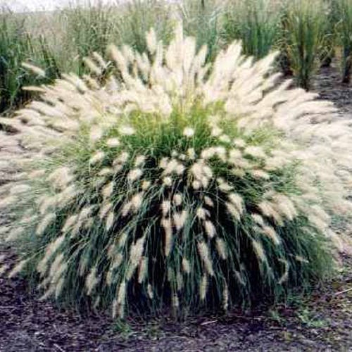 30 WHITE FOUNTAIN GRASS Pennisetum Villosum Ornamental Flower Seeds *Flat Shipping