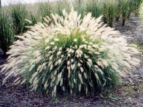 Snowflake Baby's Breath – Pinetree Garden Seeds