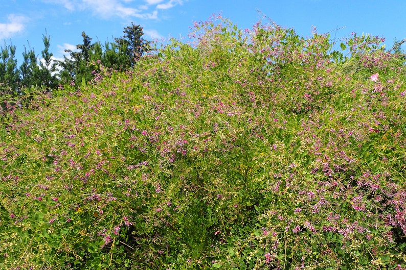 100 BUSH CLOVER Lespedeza Bicolor Bushclover Shrub Pink ...