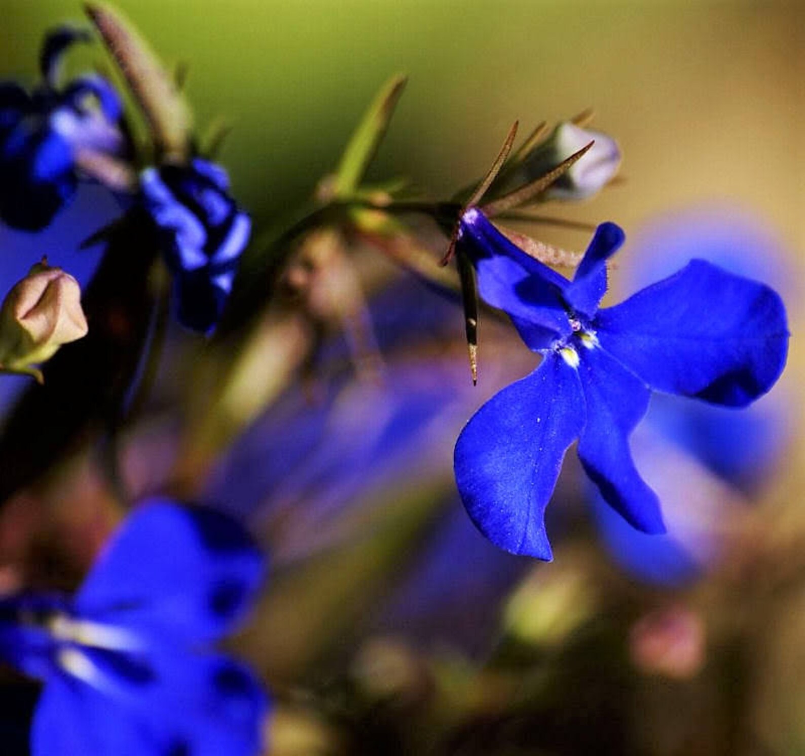 200 Electric Blue MONSOON LOBELIA Erinus Flower Seeds flat Etsy
