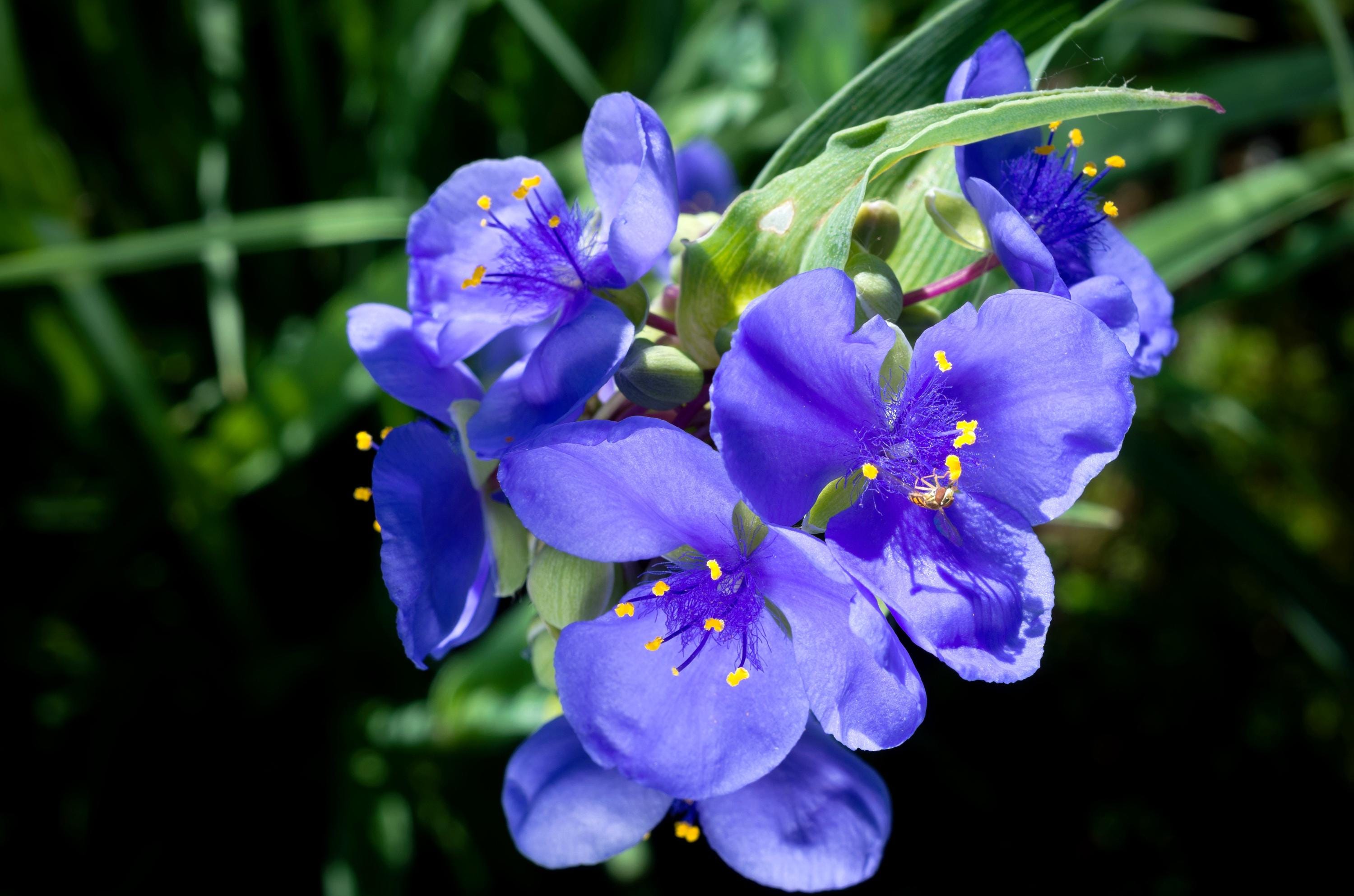100 Purple OHIO SPIDERWORT (Widows Tears / Bluejacket