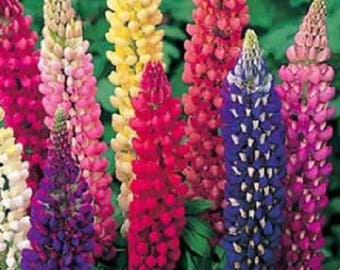 75 Mixed Colors RUSSELL LUPINE (Streamside, Bigleaf, Garden, or Washington Lupine) Lupinus Polyphyllus Flower Seeds