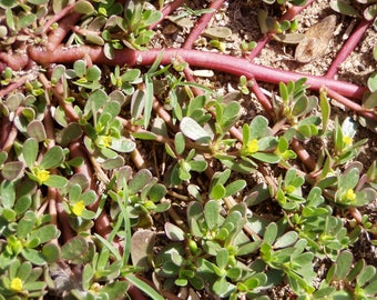 300 Organic GOLDEN PURSLANE Portulaca Sativa Vegetable Herb Yellow Flower Seeds