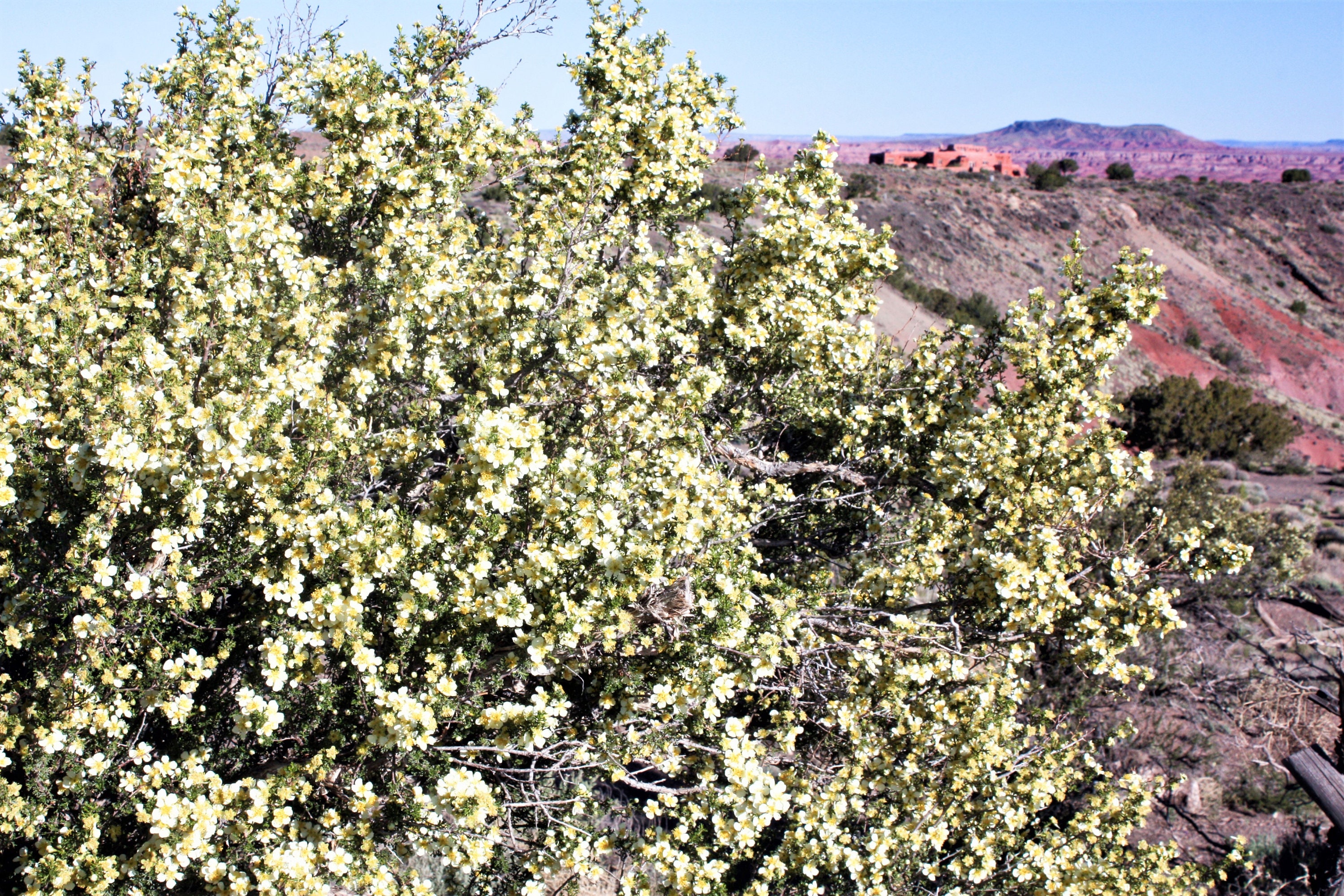 40 STANSBURY CLIFFROSE Purshia Stansburiana Cliff Rose Native Desert