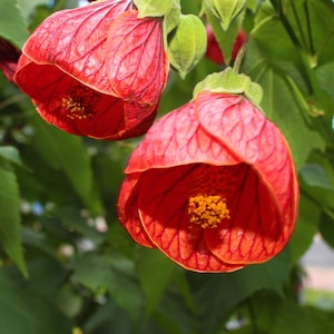 30 Mixed Colors FLOWERING MAPLE (Chinese Bell Flower) Abutilon Hybridum Shrub Bush Small Tree Seeds
