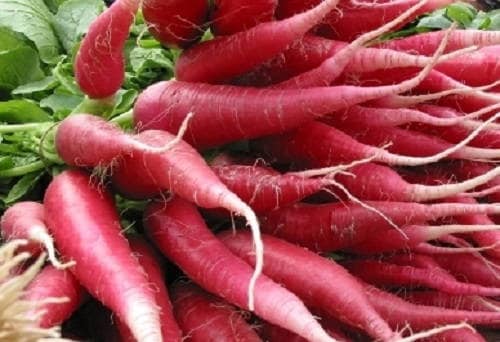 Raphanus sativus 250 Seeds Rare Organic Vegetable Radish Seeds "Easter Eggs" Raphanus sativus 250 Seeds Rare Organic Vegetable Radish Seeds "Easter Eggs"