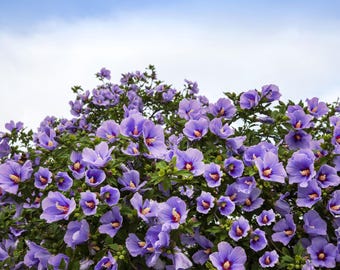 25 Purple ROSE Of SHARON HIBISCUS Syriacus Flower Tree Bush Seeds *Flat Shipping