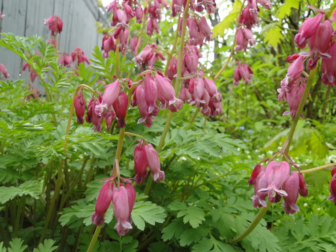 10 Pink FRINGED Fern Leaf BLEEDING HEART Dicentra Eximia