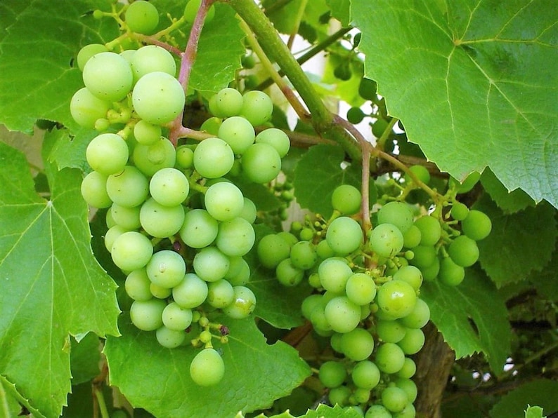 50 GREEN Dessert / Table GRAPE Vitis Vinifera Fruit Vine Seeds image 7