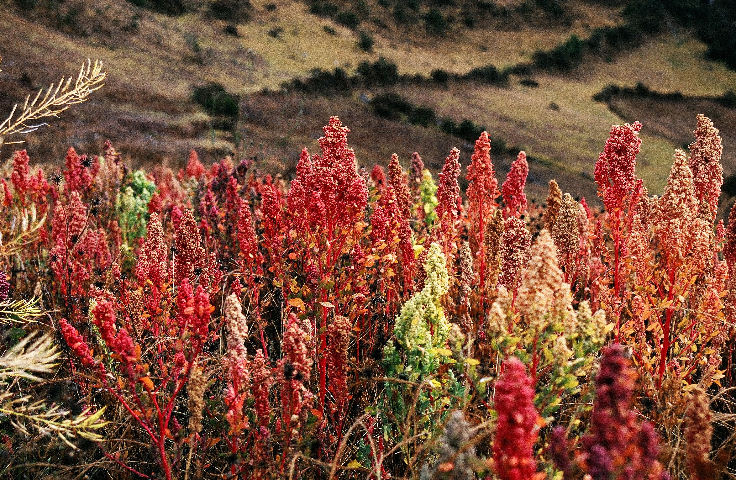 Chenopodium quinoa Cherry Vanilla 50 seeds Chenopodium quinoa Cherry Vanilla 50 seeds