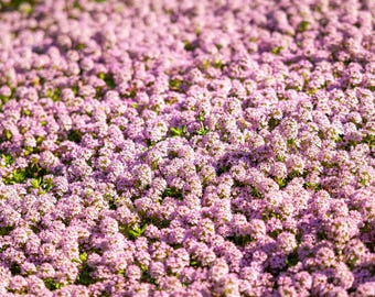 1000 Pink ALYSSUM ROSIE O DAY Lobularia Maritima Flower Seeds