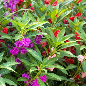 100 IMPATIENS (Balsam / Lady Slipper / Touch Me Not) Impatiens Balsamina Flower Seeds