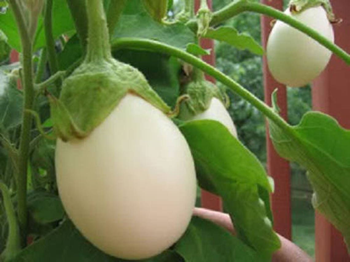 30 EASTER EGG PLANT easter Eggplant / Ornamental Eggplant / Etsy