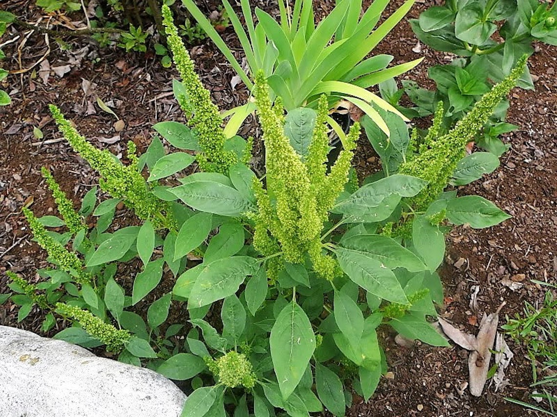 200 GREEN THUMB AMARANTHUS Hypochondriacus Flower Seeds Etsy