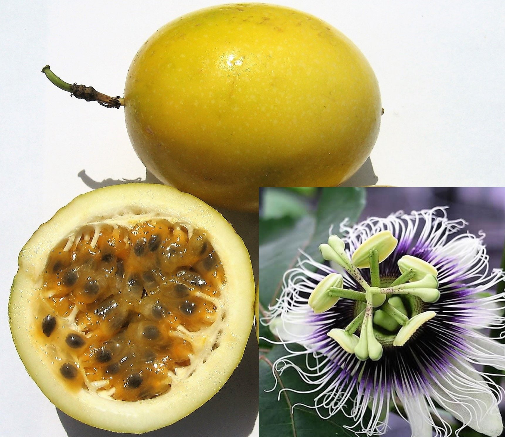 10 YELLOW PASSION FRUIT Vine Passiflora Edulis Flavicarpa Golden