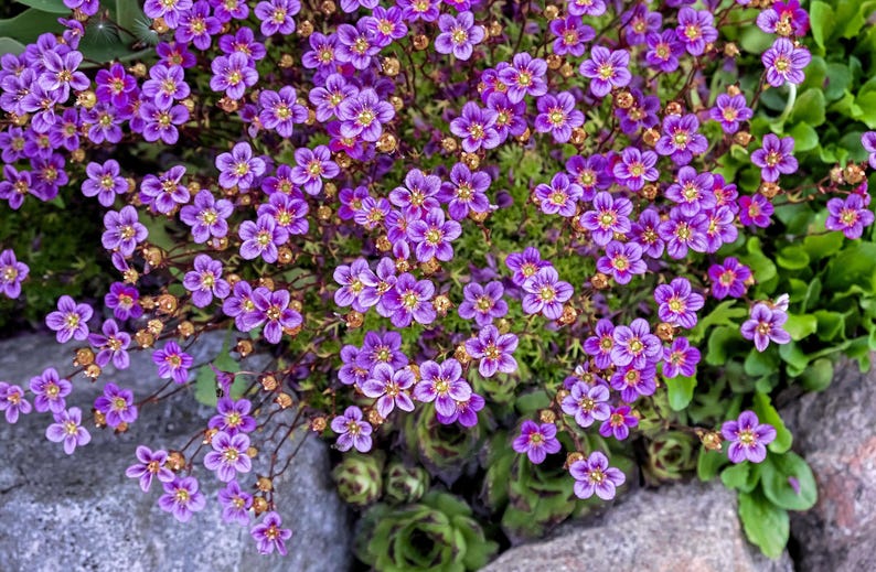 Saxifraga Seeds - Thumbnail 3