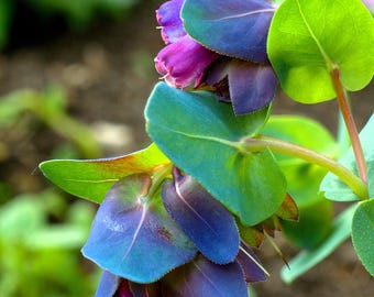 RARE Rex Begonia U578 Blue Iridescent Shimmer Live House Starter