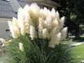 200 WHITE PAMPAS GRASS Cortaderia Selloana Ornamental Flower Seeds *Combnd Ship