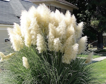 200 WEISSES PAMPASGRAS Cortaderia Selloana Zierblumensamen *Combnd Ship