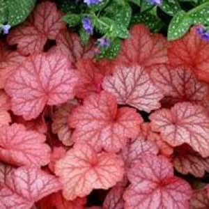 1200 Mixed Colors CORAL BELLS HEUCHERA Shade Flower Seeds image 6