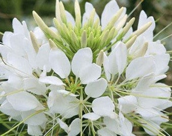 200 WHITE QUEEN CLEOME (Spider Flower) Cleome Hassleriana Cleome Spinosa Flower Seeds