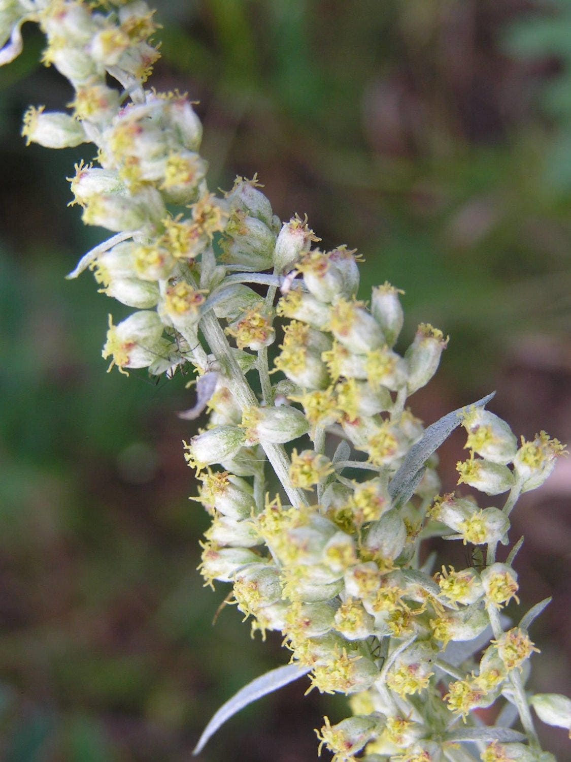 200 PRAIRIE SAGE (Wormwood / Fringed Sagebrush / Sagewort) Artemisia