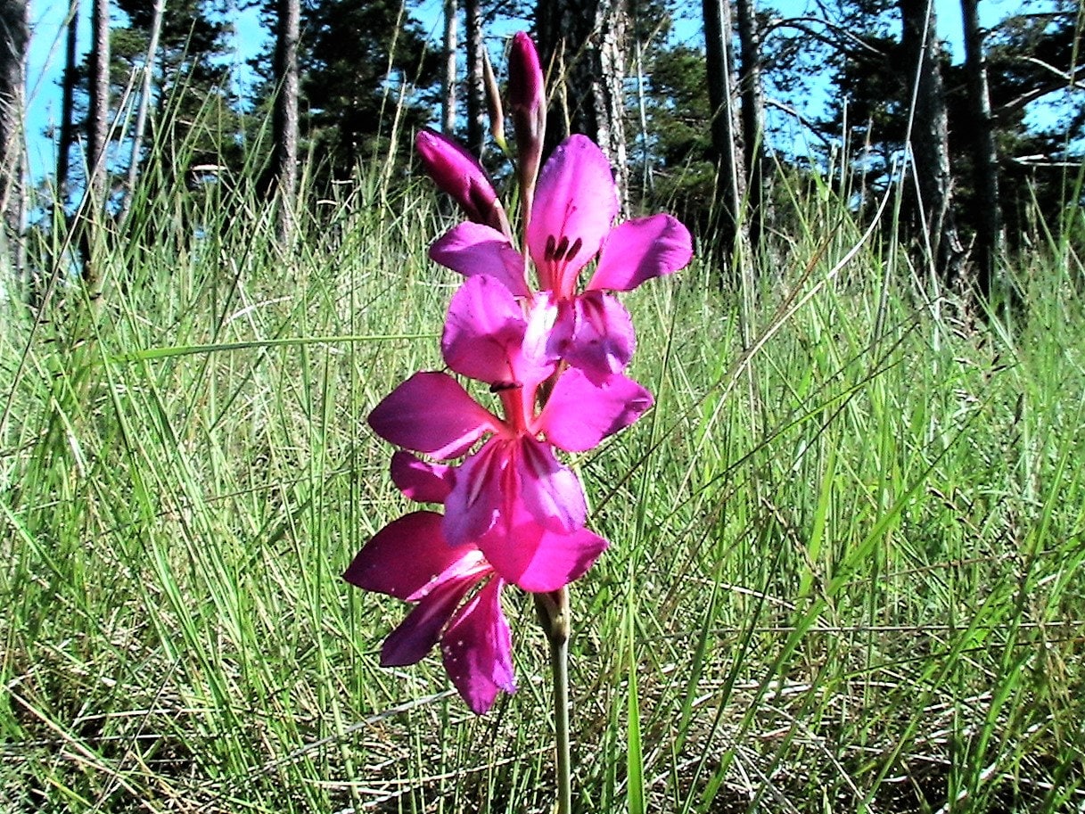 10 ITALIAN GLADIOLUS Italicus Sword Lily Purple Pink Flower Seeds *Flat