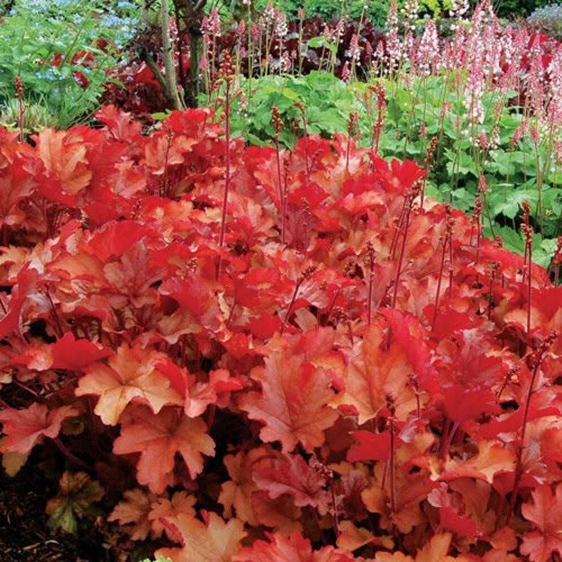 1200 Mischfarben KORALLENGLOCKEN HEUCHERA Shade Flower Seeds Bild 3