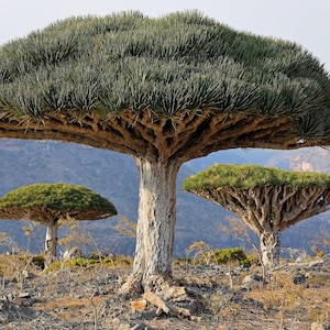 10 DRAGON ARBRE Dracaena Draco Îles Canaries Drago Blood Asperges Yucca Evergreen Succulente Plante d'intérieur Orange Berry Blanc Graines De Fleurs