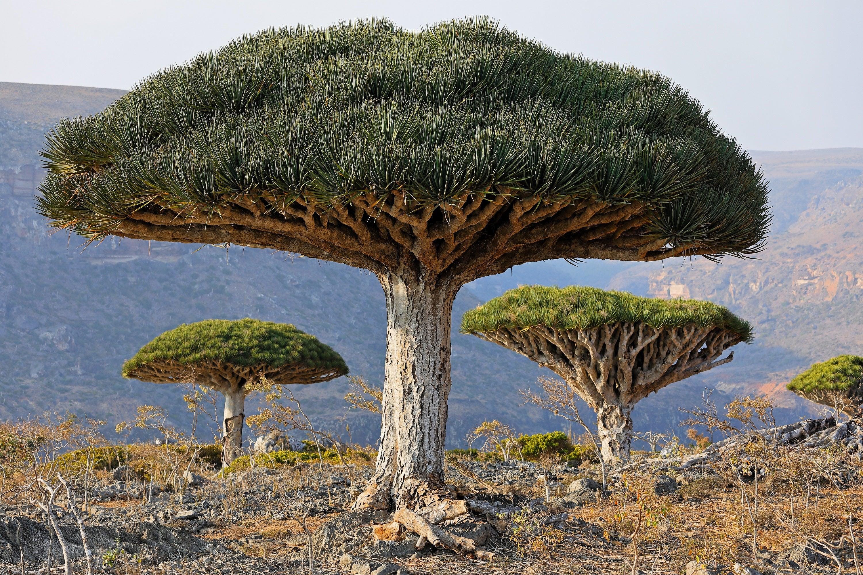Dracaena cinnabari seeds - Etsy 日本