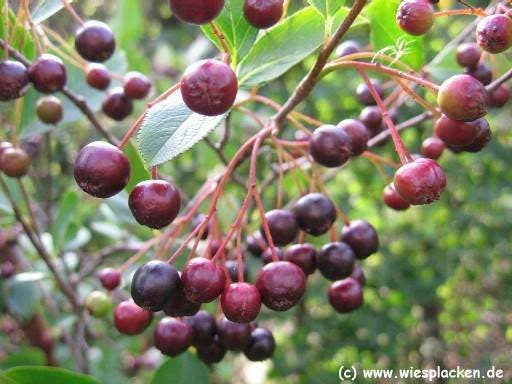 BLACK CHOKEBERRY Aronia Melanocarpa FREE S/&H 50 SEEDS