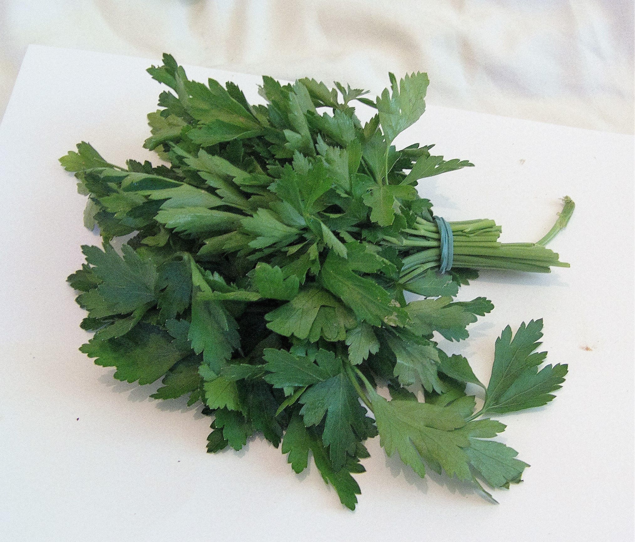 1500 FLAT LEAF PARSLEY Seeds Petroselinum Crispum Plain Single Etsy