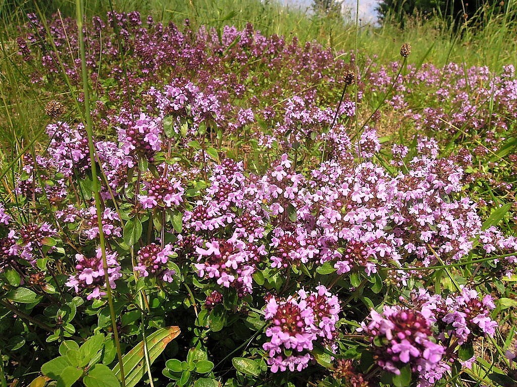 mother of thyme mother of thyme