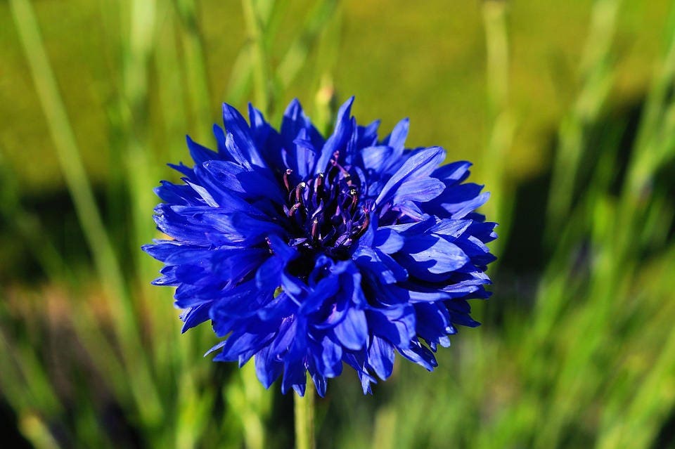 1000 Dwarf Blue BACHELORS BUTTON CORNFLOWER Flower Seeds