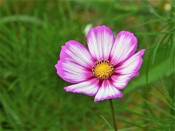 300 Candy Stripe Cosmos Cosmos Bipinnatus Flower Seeds Etsy
