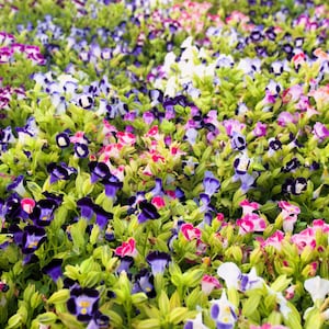 10 KAUAI MIX TORENIA Fournieri Sun or Shade Wishbone Flower Seeds - Mixed Colors 2 Tone Blue Red Pink
