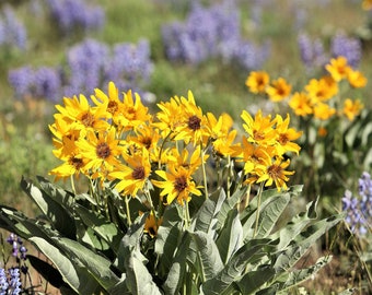 50 ARROWLEAF BALSAMROOT Oregon Sunflower Balsamorhiza Sagittata Native Huge Fragrant Flower Seeds