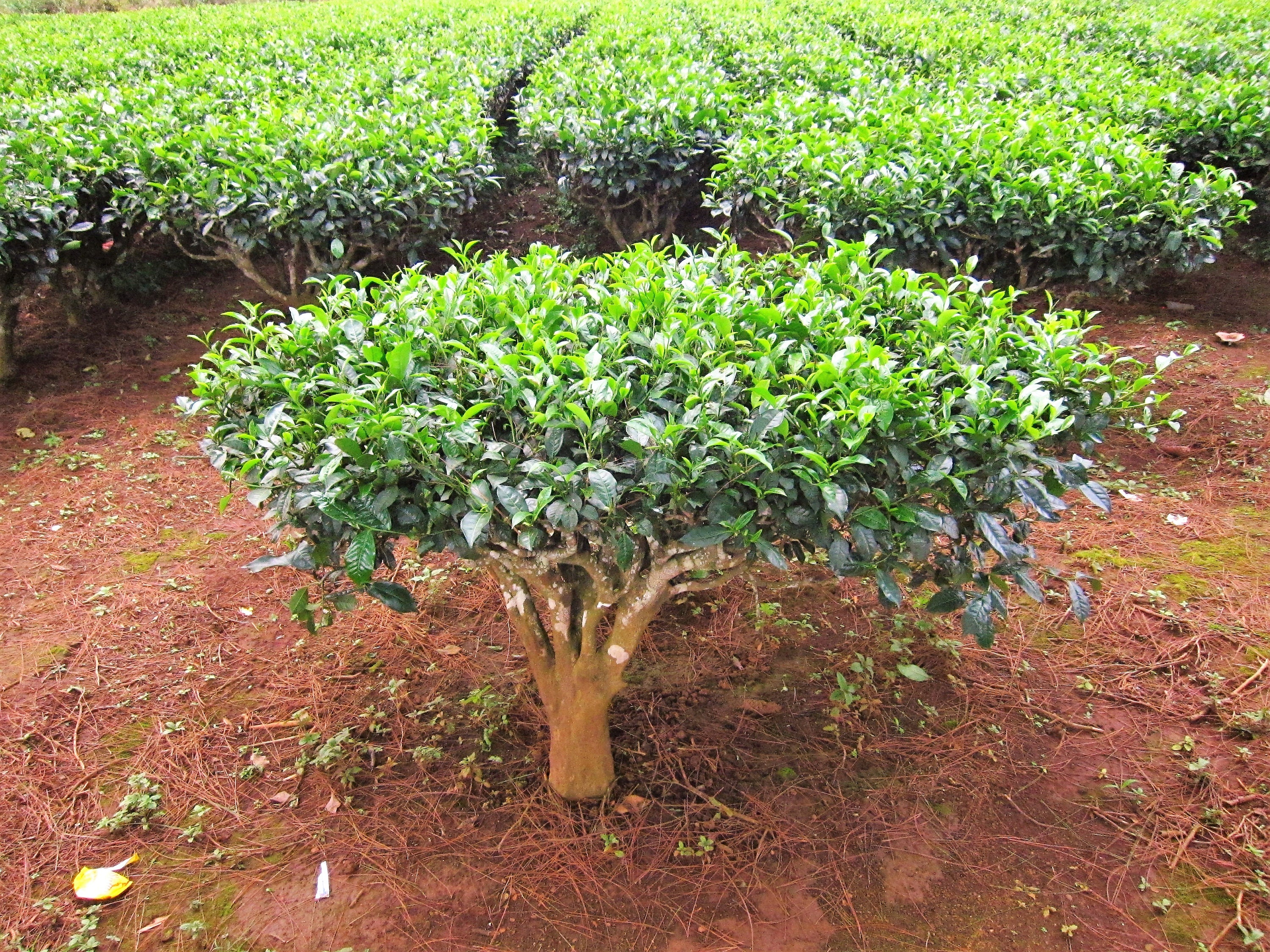 Details about   Camellia sinensis Darjeeling 5 Seeds Tea Plant 
