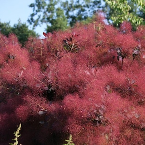 30 PURPLE SMOKE TREE Strauch Smokebush Cotinus Coggygria Rhus Cotinus Sumach Samen