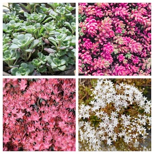 150 MIXED SEDUM Stonecrop Succulent Groundcover Red White Yellow Pink Purple Color Mix Flower Seeds imagem 10