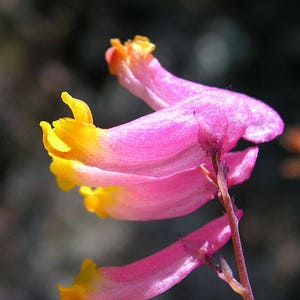 50 ROCK HARLEQUIN Pink & Yellow Corydalis Sempervirens Flower Seeds image 3