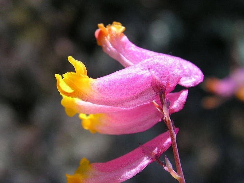 50 ROCK HARLEQUIN Pink & Yellow Corydalis Sempervirens Flower Seeds image 3
