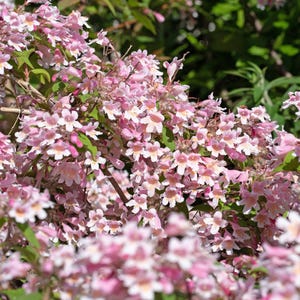 10 BEAUTY BUSH SHRUB Beautybush Kolkwitzia Amabilis Pink & White Flower Red Berry Seeds