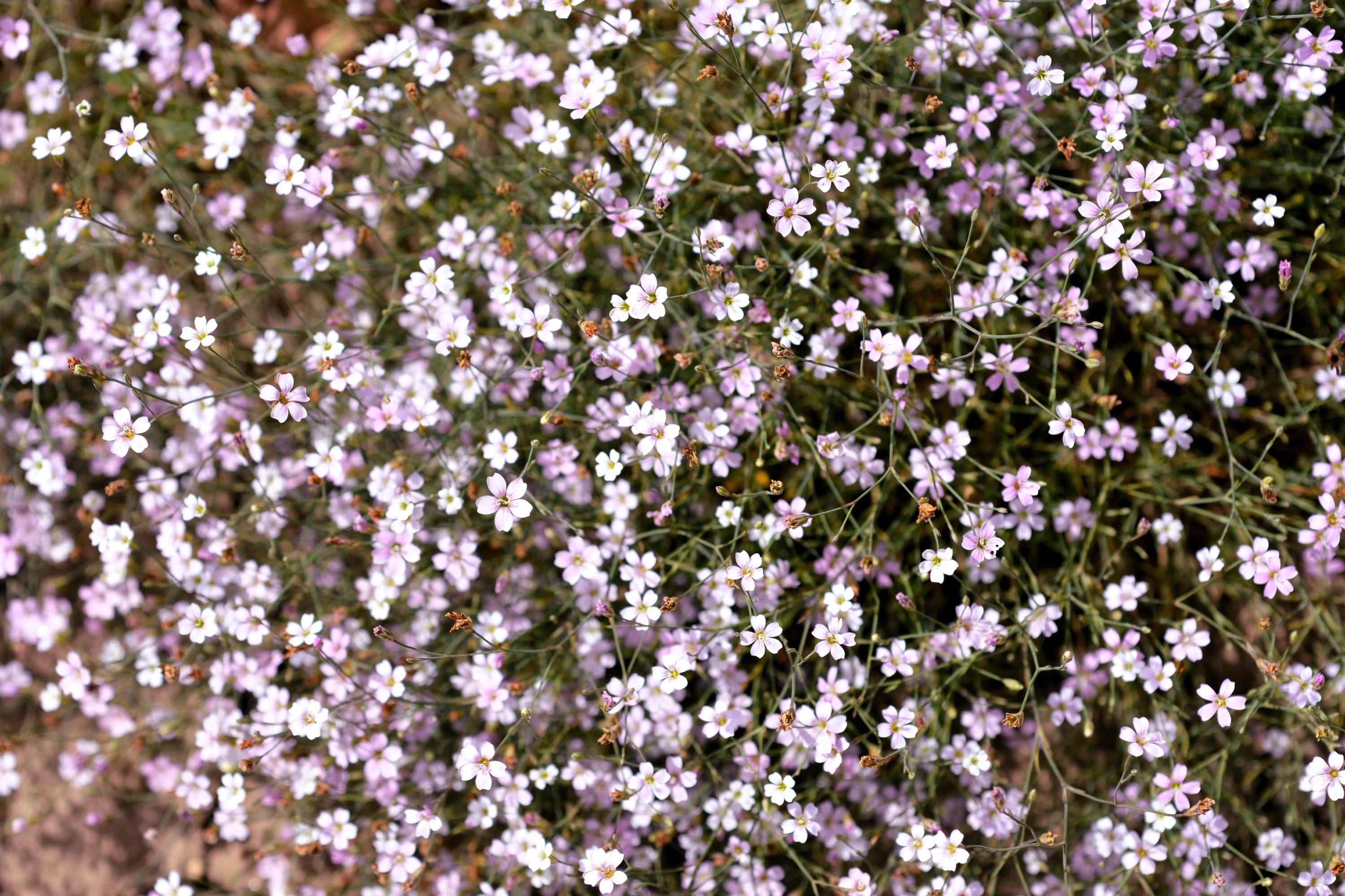 Saxifraga seeds - Etsy 日本