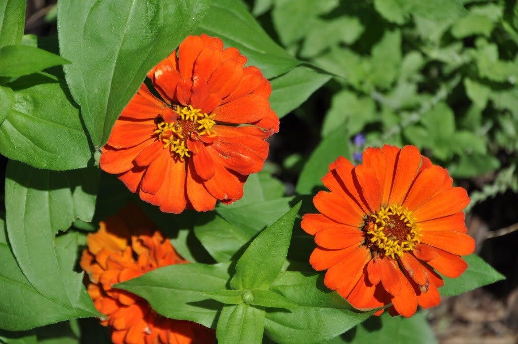 250 ORANGE CLASSIC ZINNIA Elegans narrow Leaf Zinnia / - Etsy