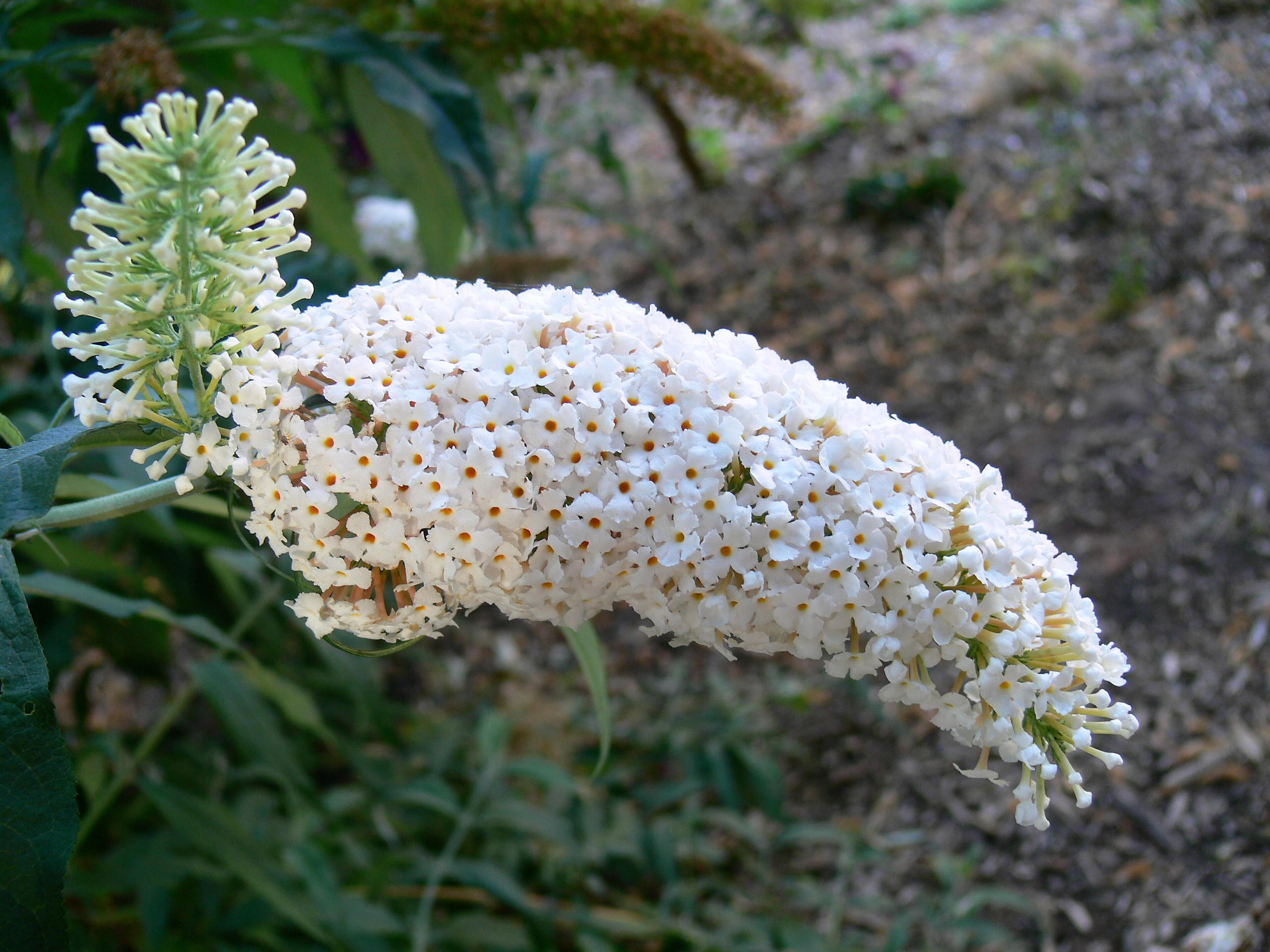 50 WHITE BUTTERFLY BUSH Buddleia Davidii Flower Seeds